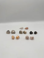 Seashell stud earrings