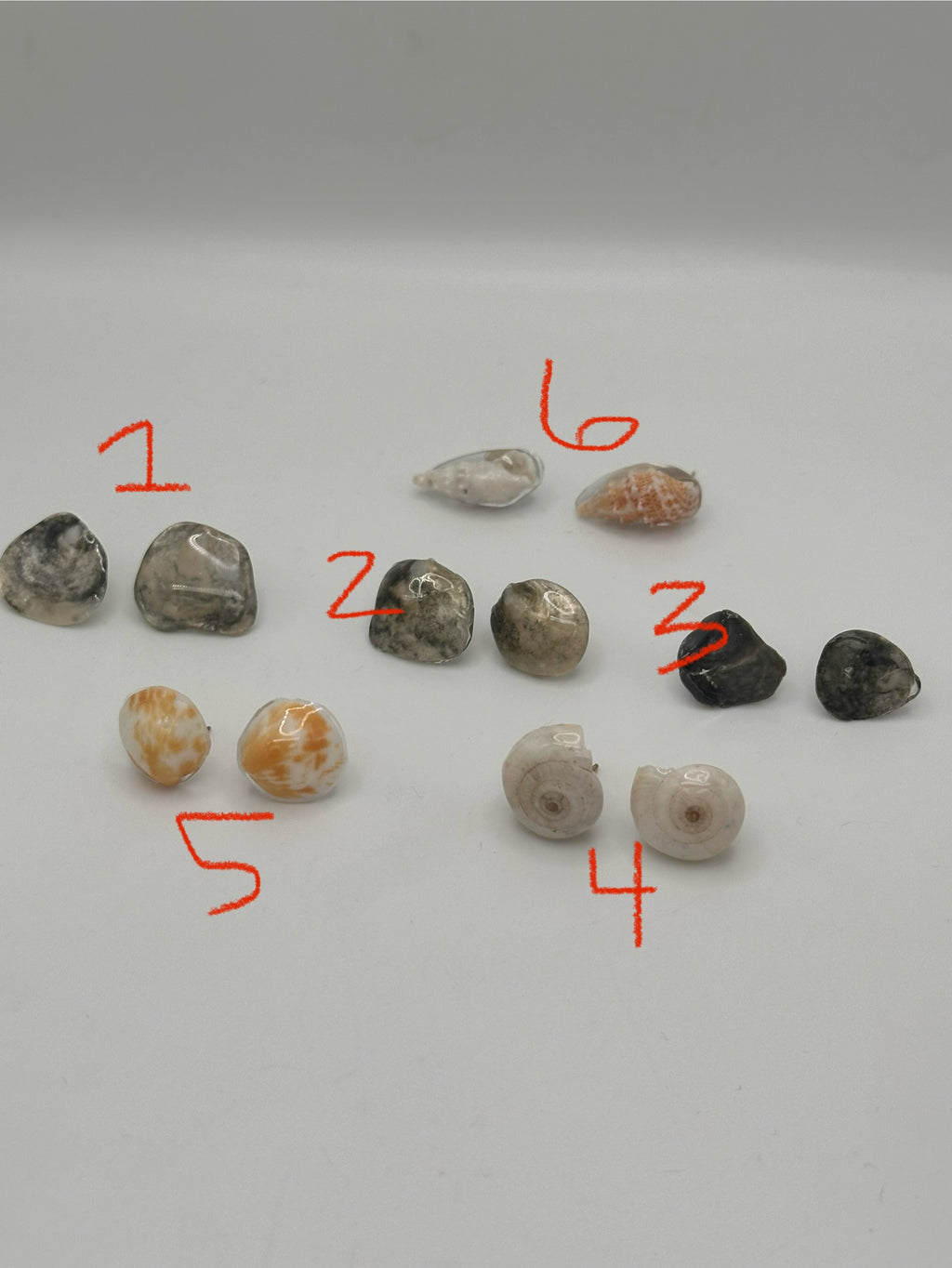 Seashell stud earrings