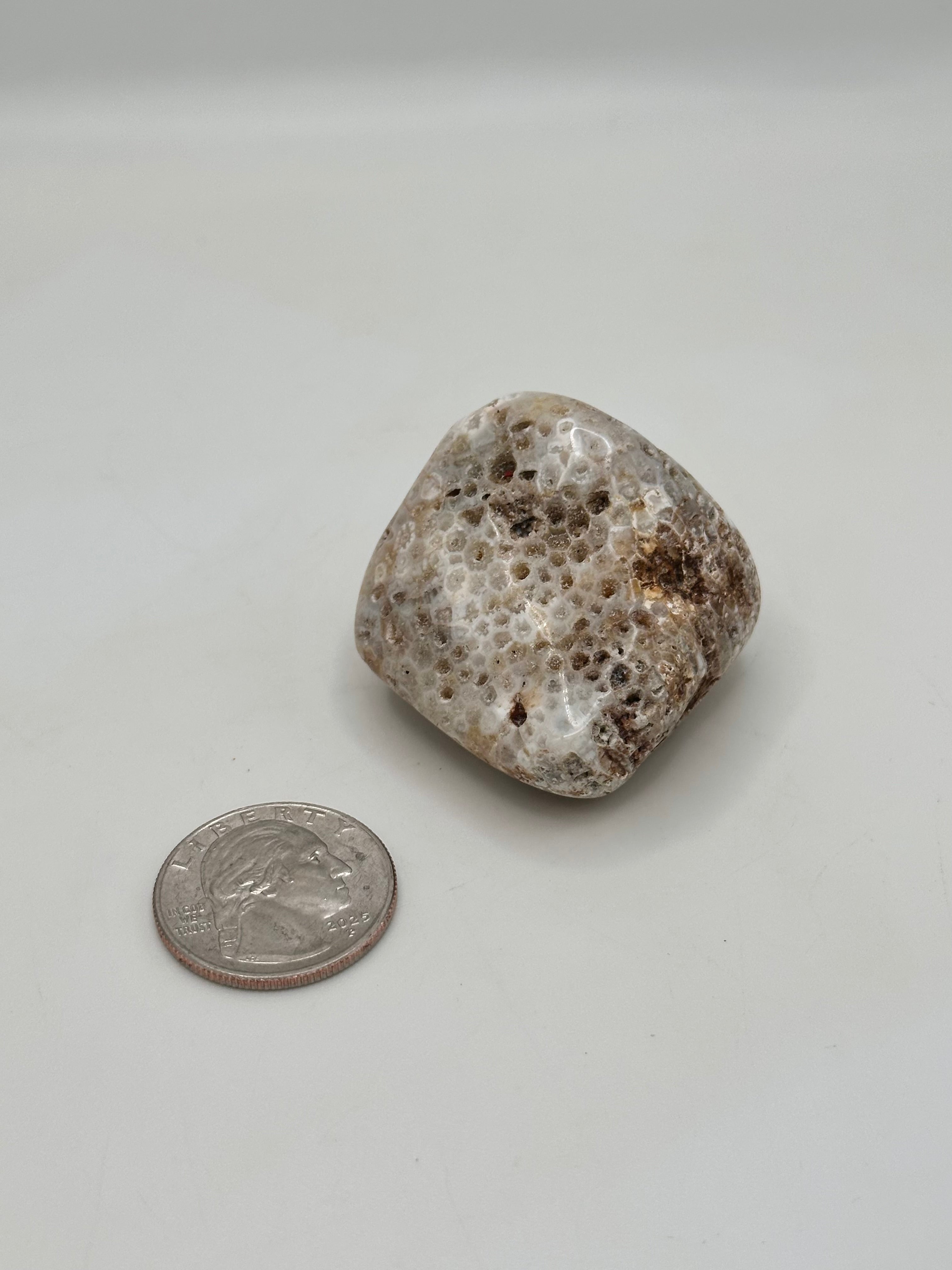 Favosites "Honeycomb" Coral