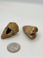 Ancient Horn Coral