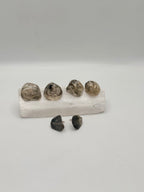 Seashell stud earrings