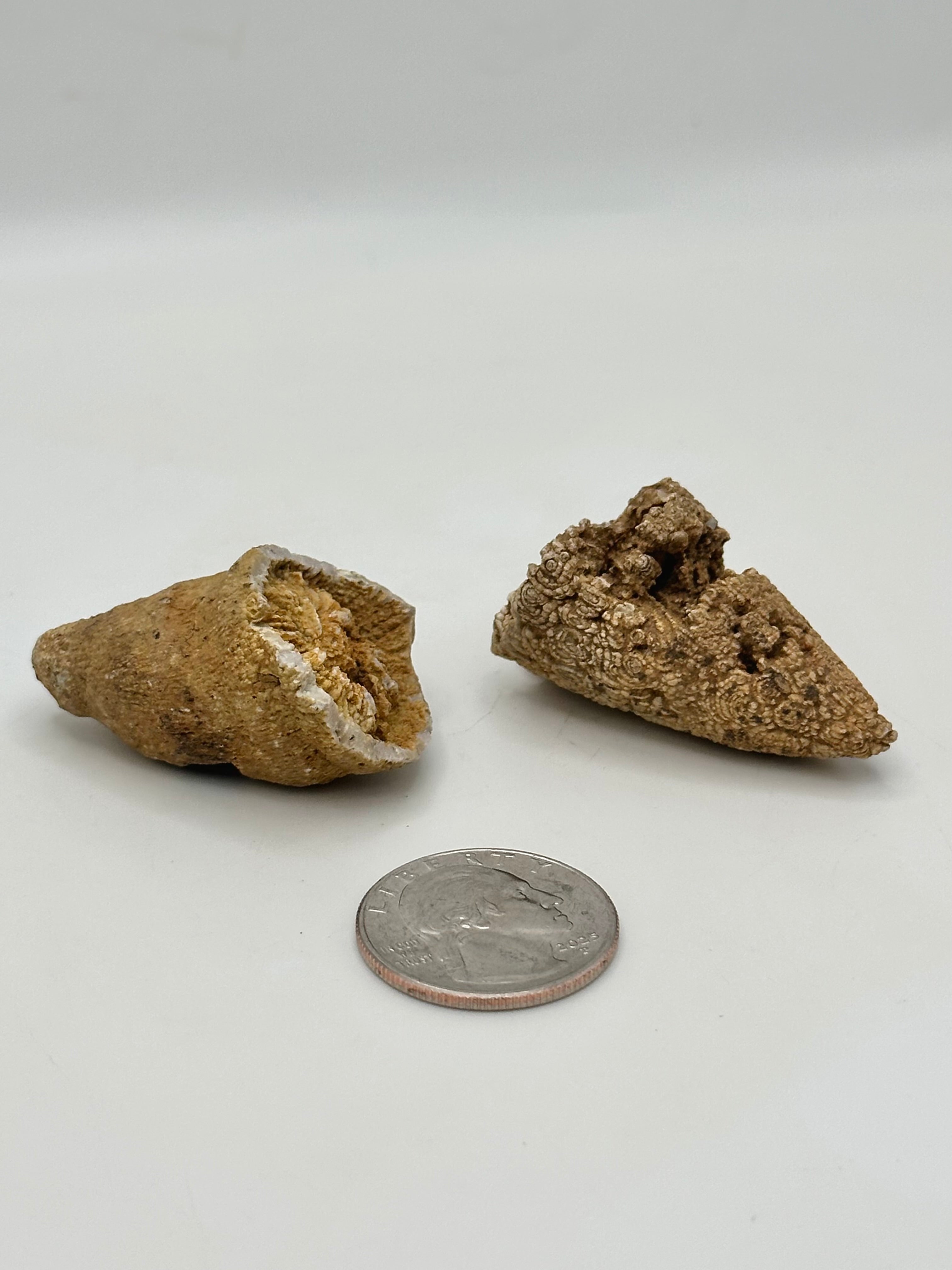 Ancient Horn Coral