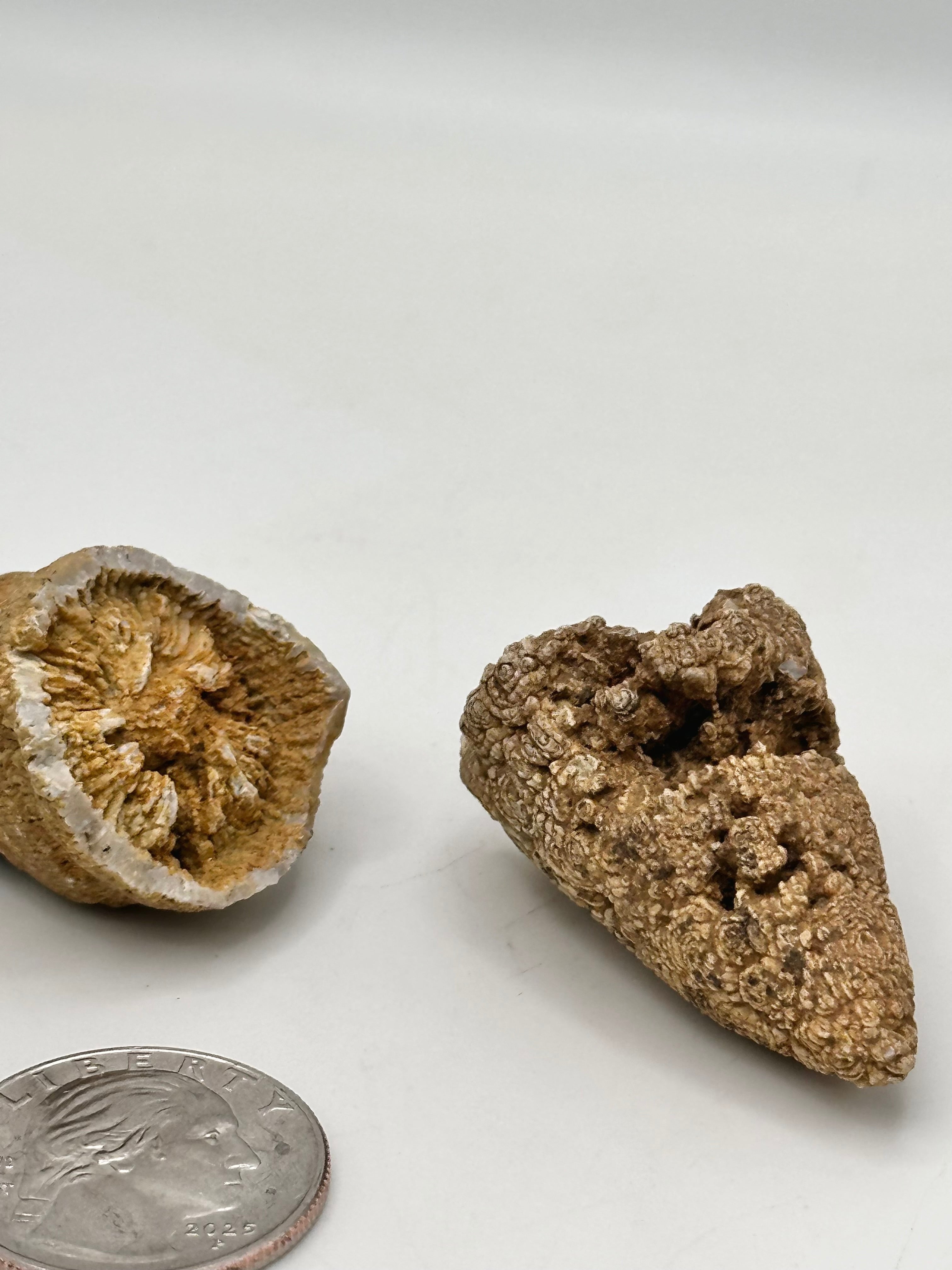 Ancient Horn Coral