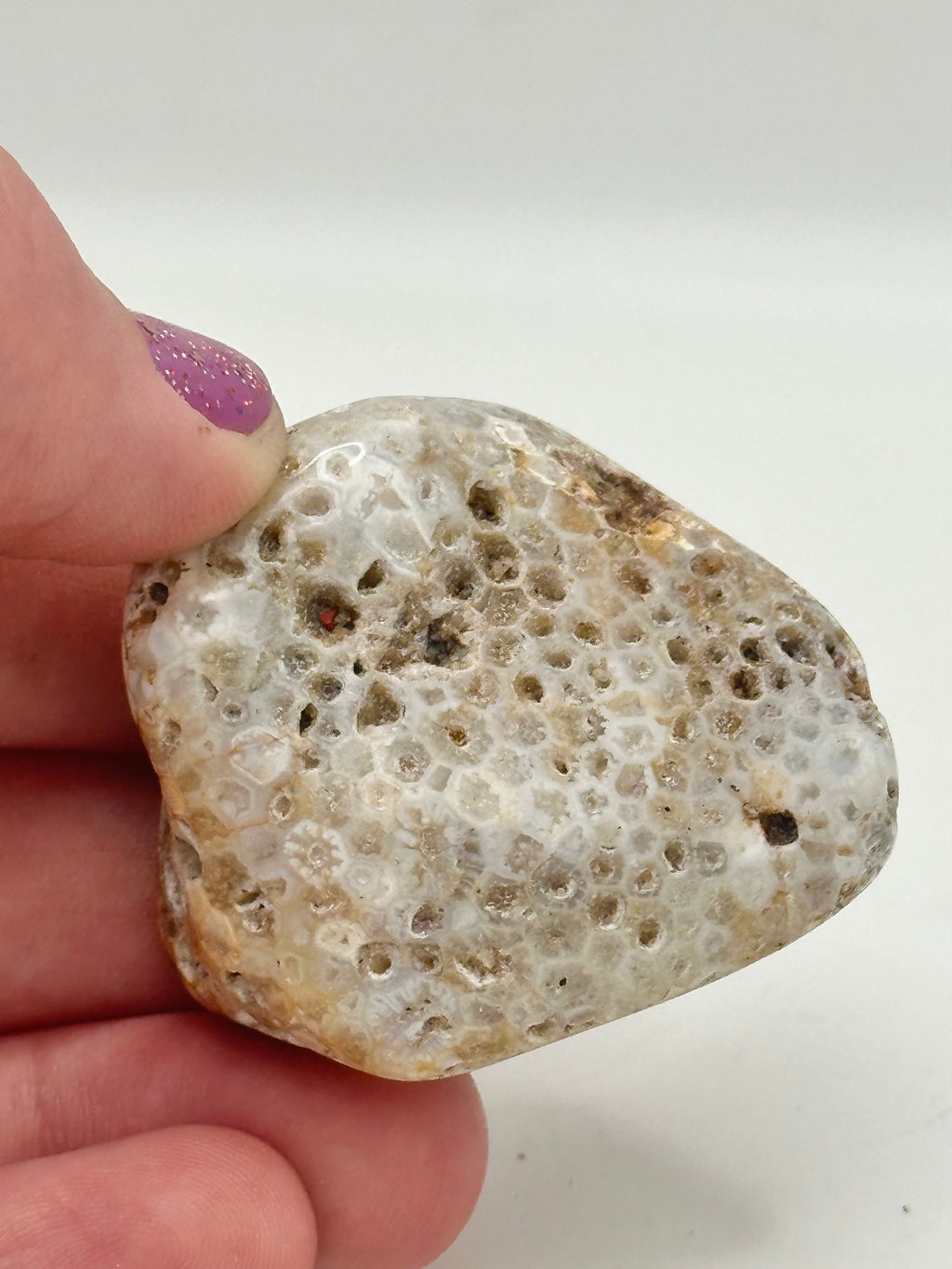 Favosites "Honeycomb" Coral