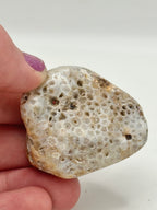 Favosites "Honeycomb" Coral