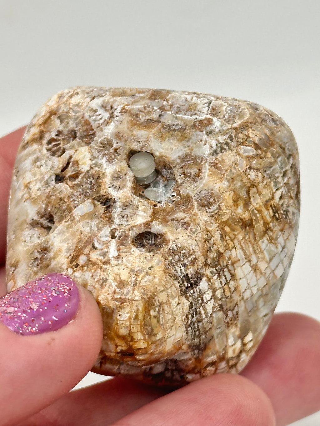 Favosites "Honeycomb" Coral