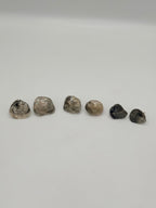 Seashell stud earrings