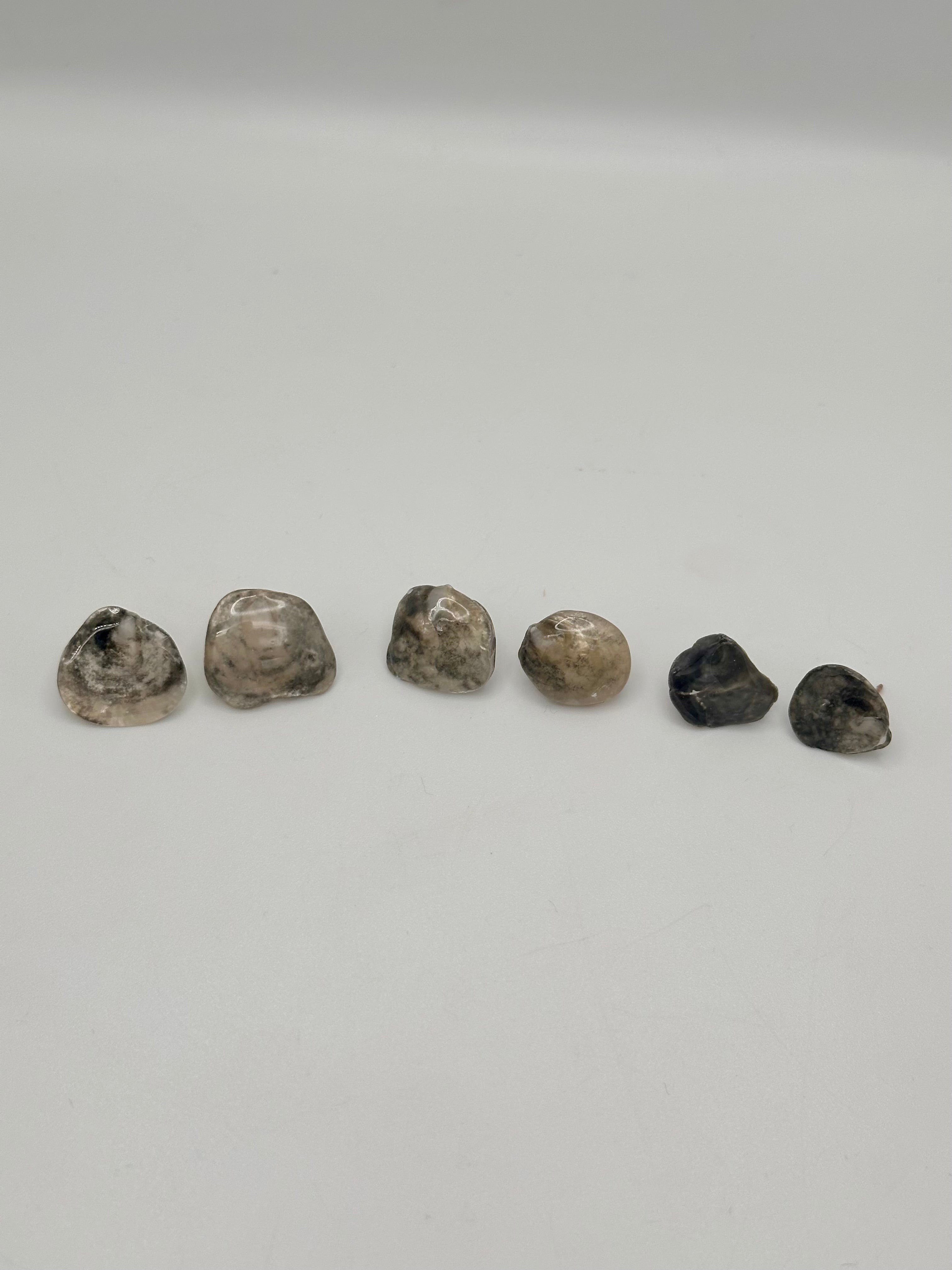 Seashell stud earrings