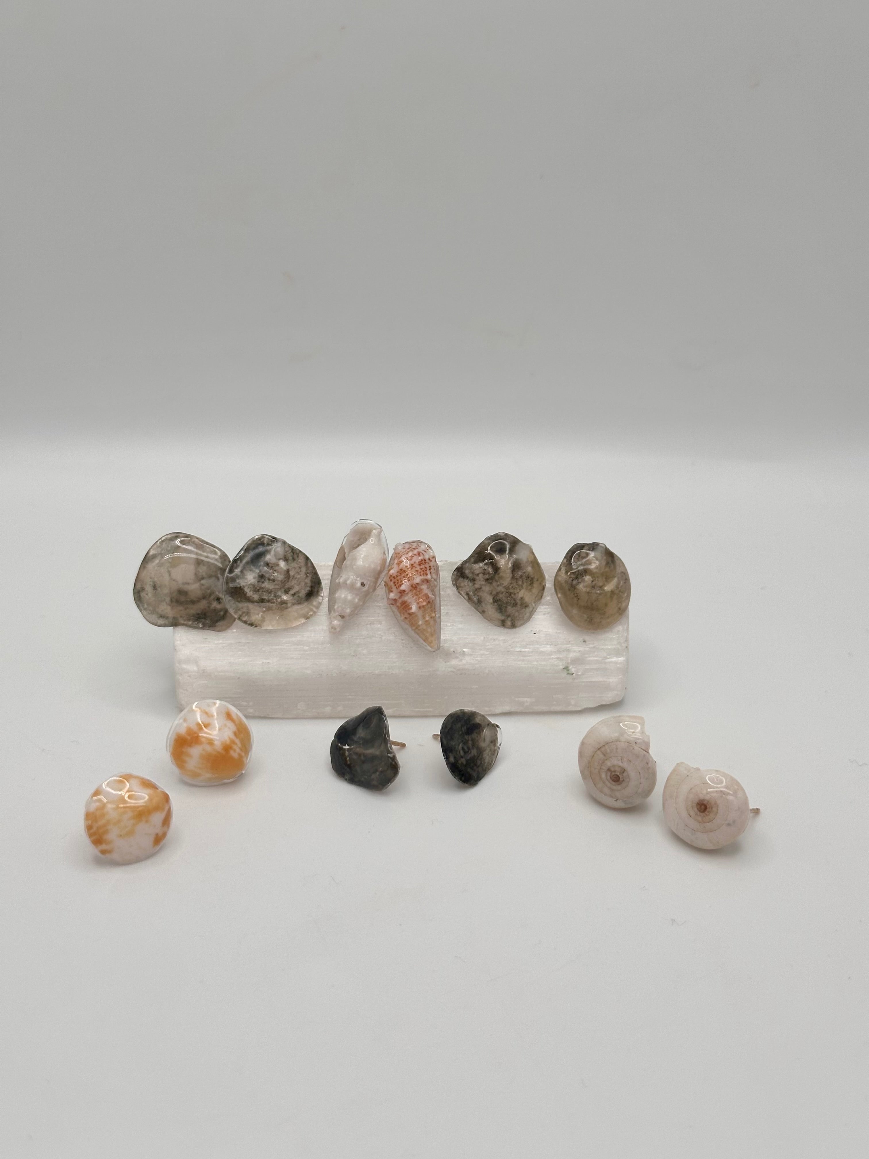 Seashell stud earrings