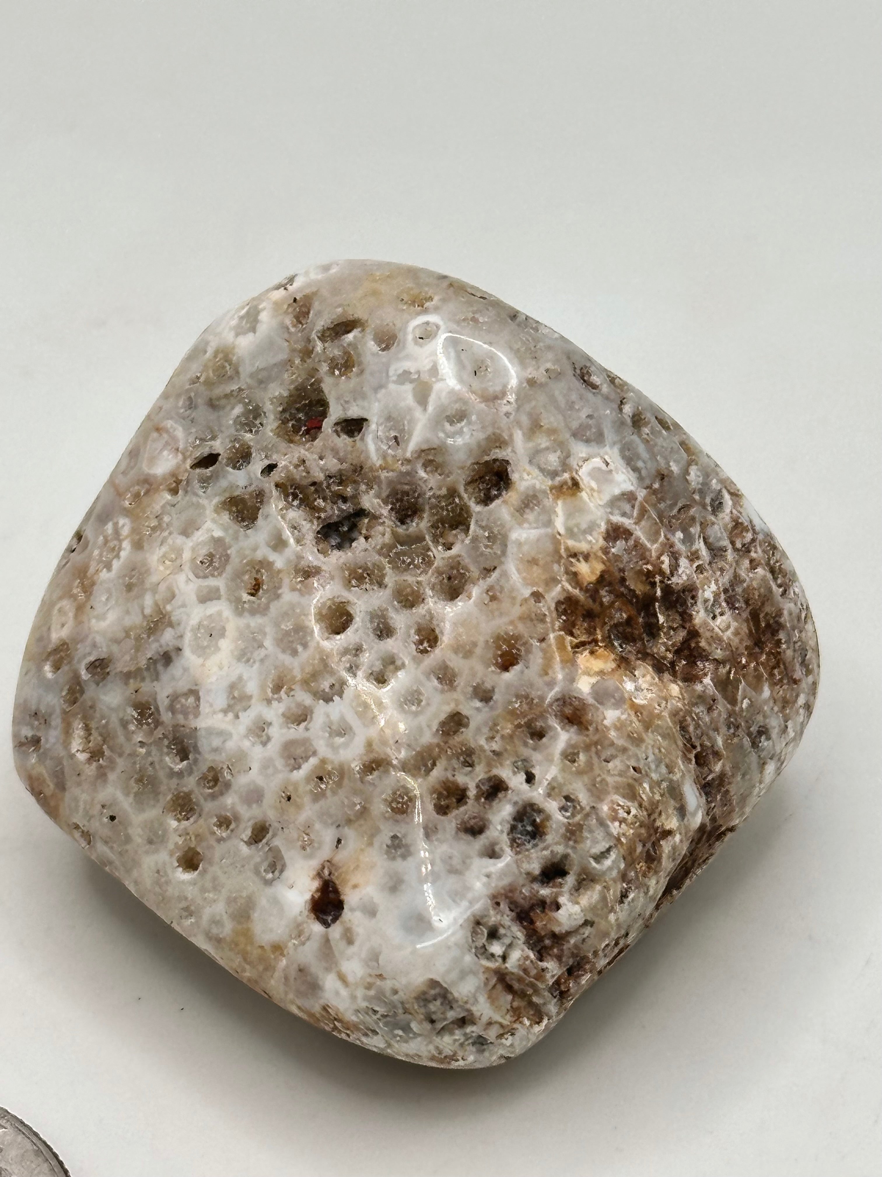 Favosites "Honeycomb" Coral