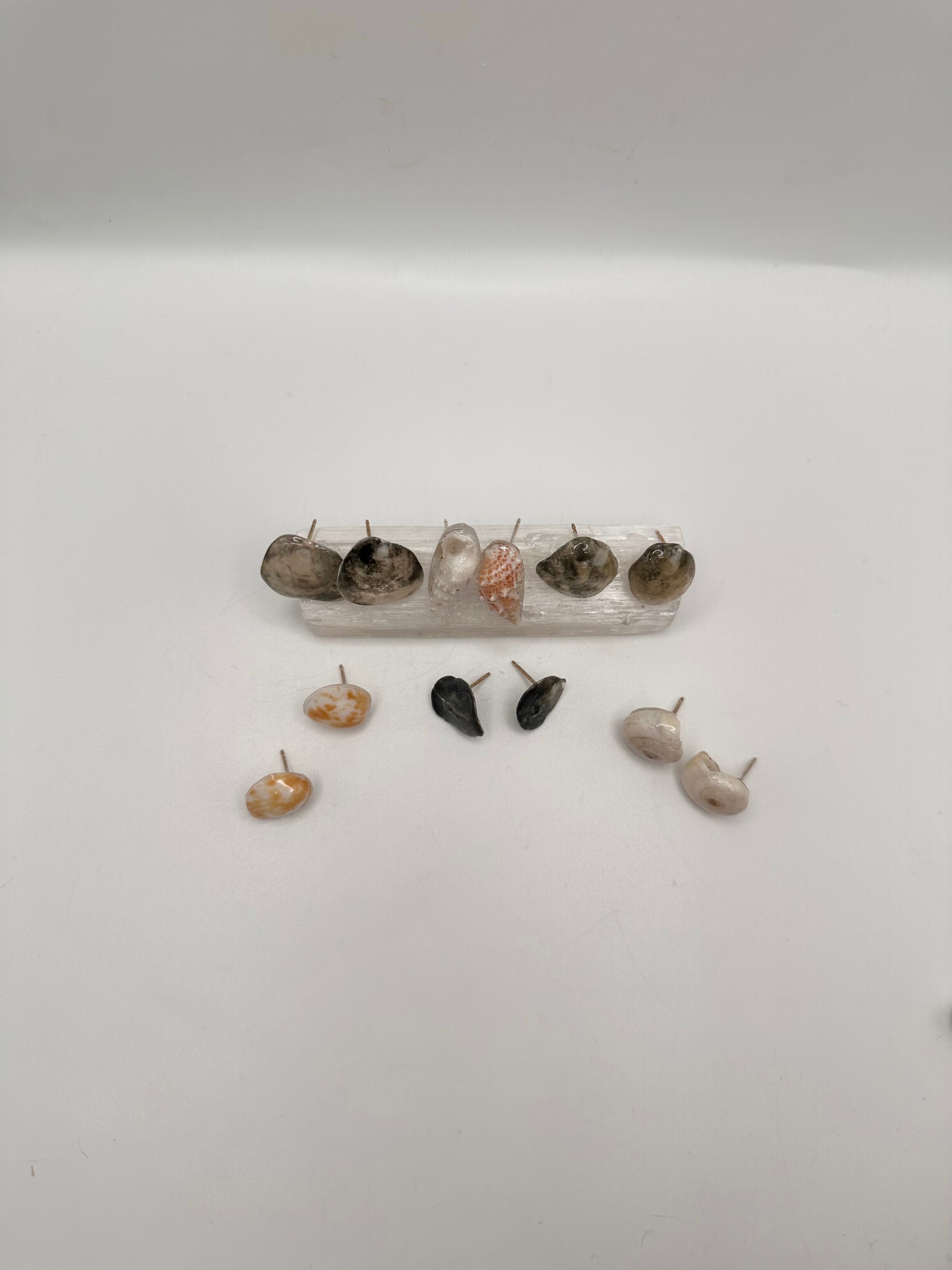 Seashell stud earrings